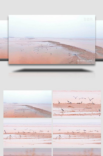 黄河岸边野鸭飞禽驻足航拍图片