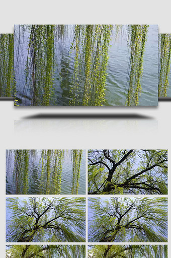 春季河畔杨柳随风轻扬实拍素材图片