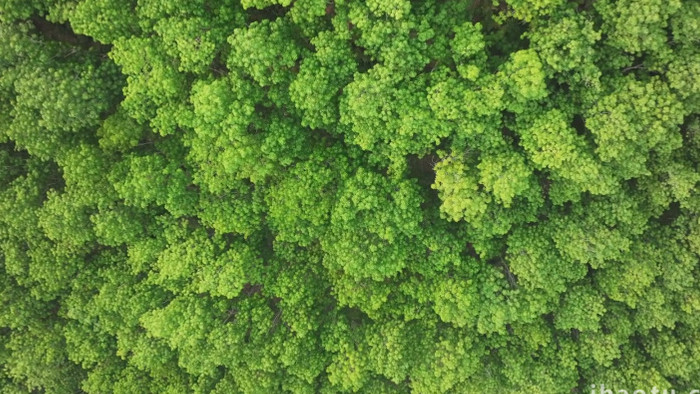 森林树林天然氧吧自然风景航拍