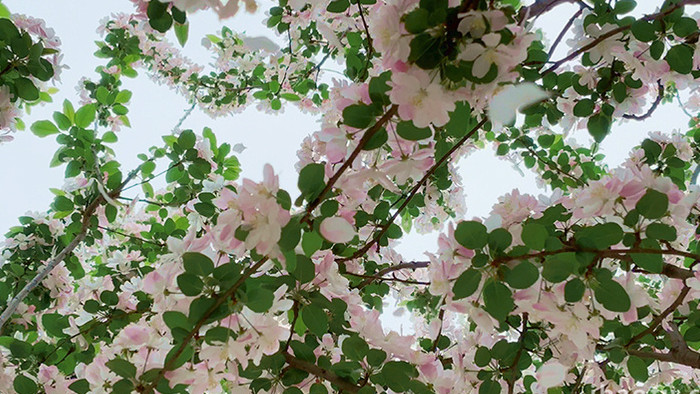 治愈粉色海棠花瓣 掉落实拍视频