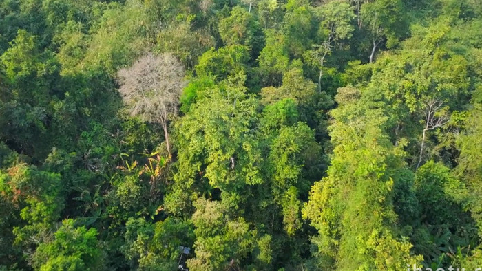 西双版纳热带雨林丛林森林航拍