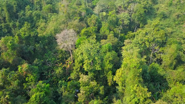 西双版纳热带雨林丛林森林航拍
