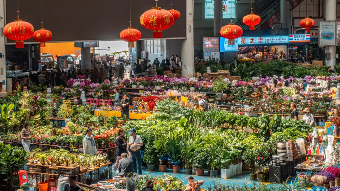 昆明斗南花卉市场人流延时