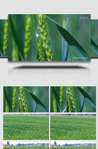 春季麦田小麦空镜实拍图片