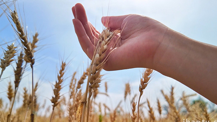 农业农作物麦子丰收手摸麦穗实拍
