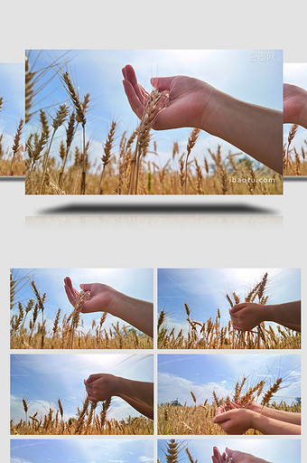 农业农作物麦子丰收手摸麦穗实拍图片