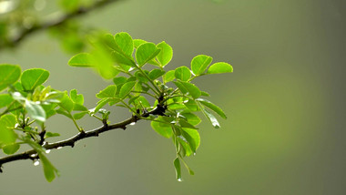 初夏雨水雨滴滴落植物实拍视频