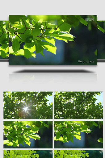 初夏阳光穿过树叶空镜实拍图片