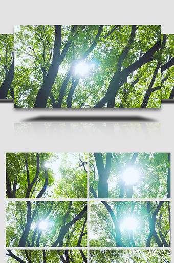 夏日清新空镜树林阳光4K实拍图片