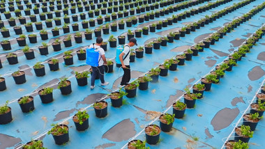 盆栽蓝莓水果基地施肥管理实拍