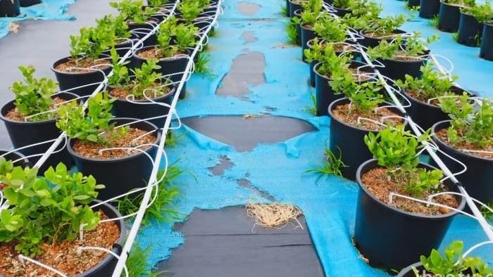 规范化盆栽蓝莓种植基地4K实拍