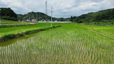 春耕农业种植农田秧苗航拍