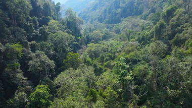 西双版纳热带植物茂密雨林航拍