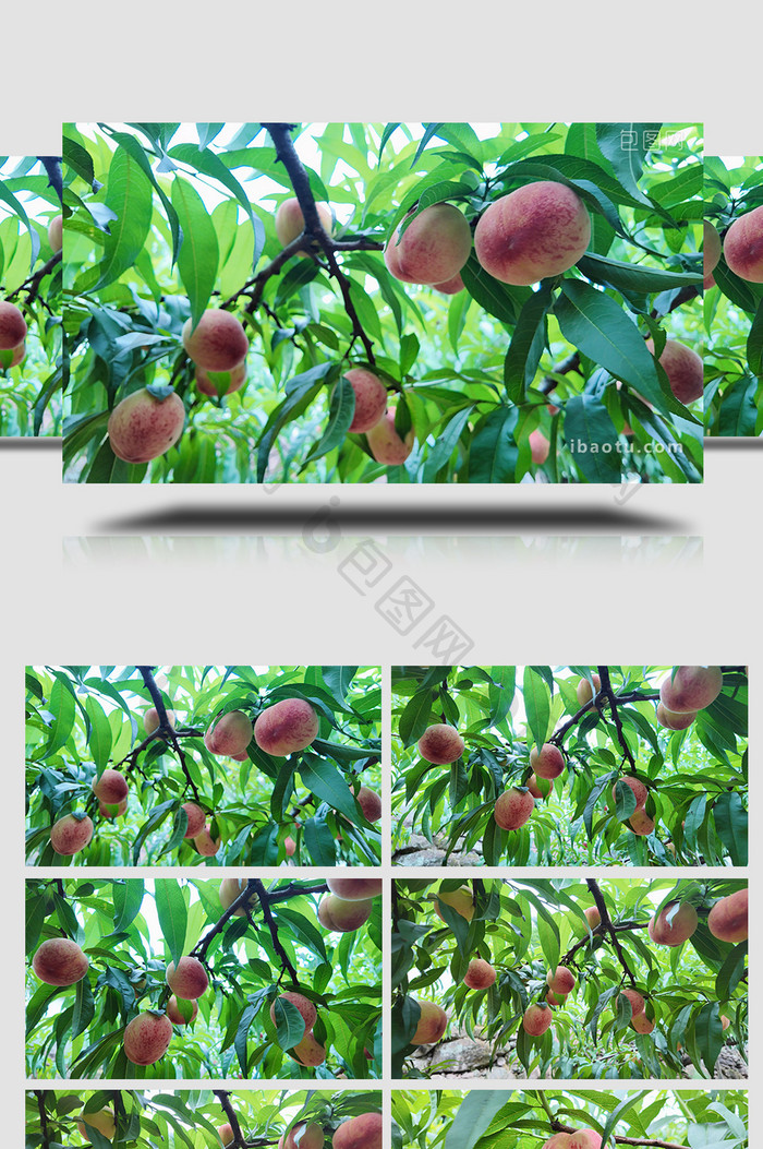 农业农田桃树上成熟的水蜜桃实拍
