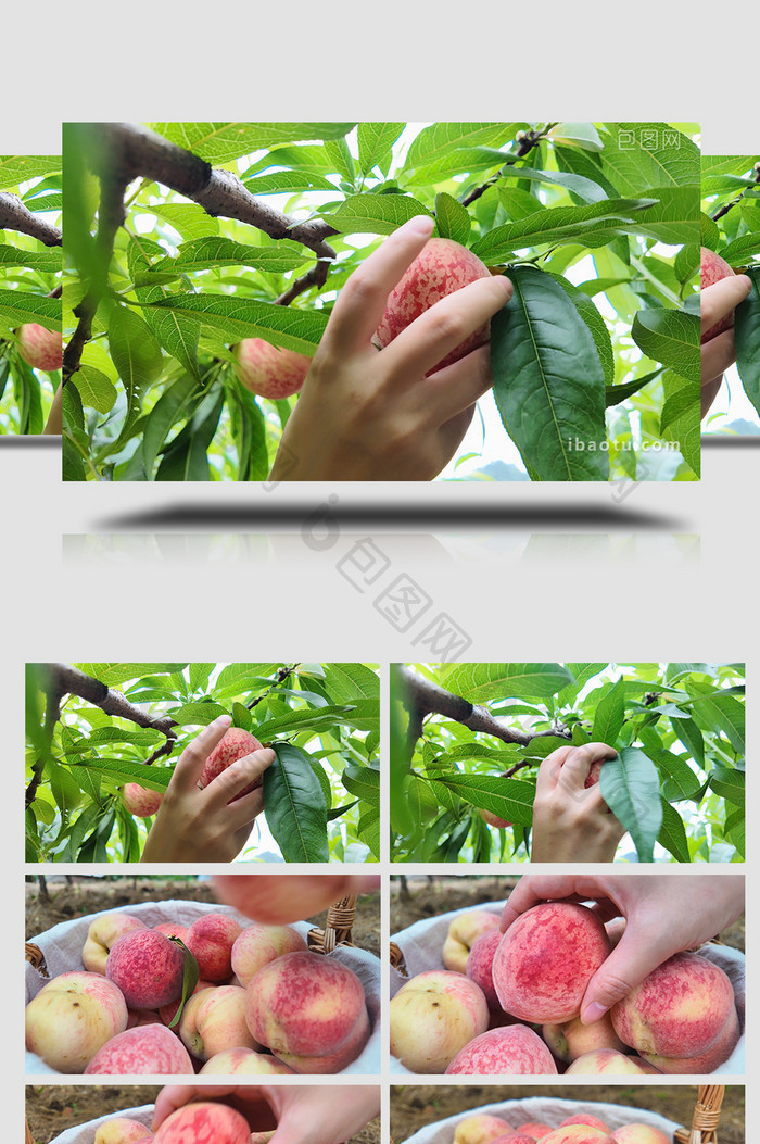农业桃树采摘成熟的水蜜桃实拍