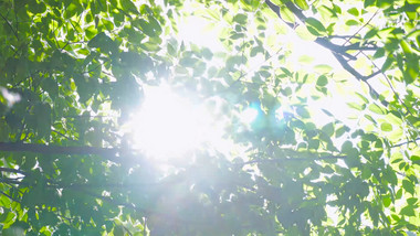 夏日植物光影夏日空镜4K实拍