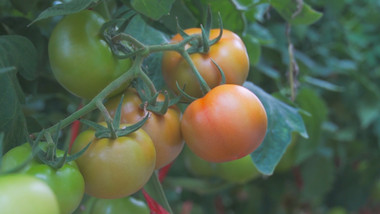 有机蔬菜西红柿农业蔬菜4K实拍