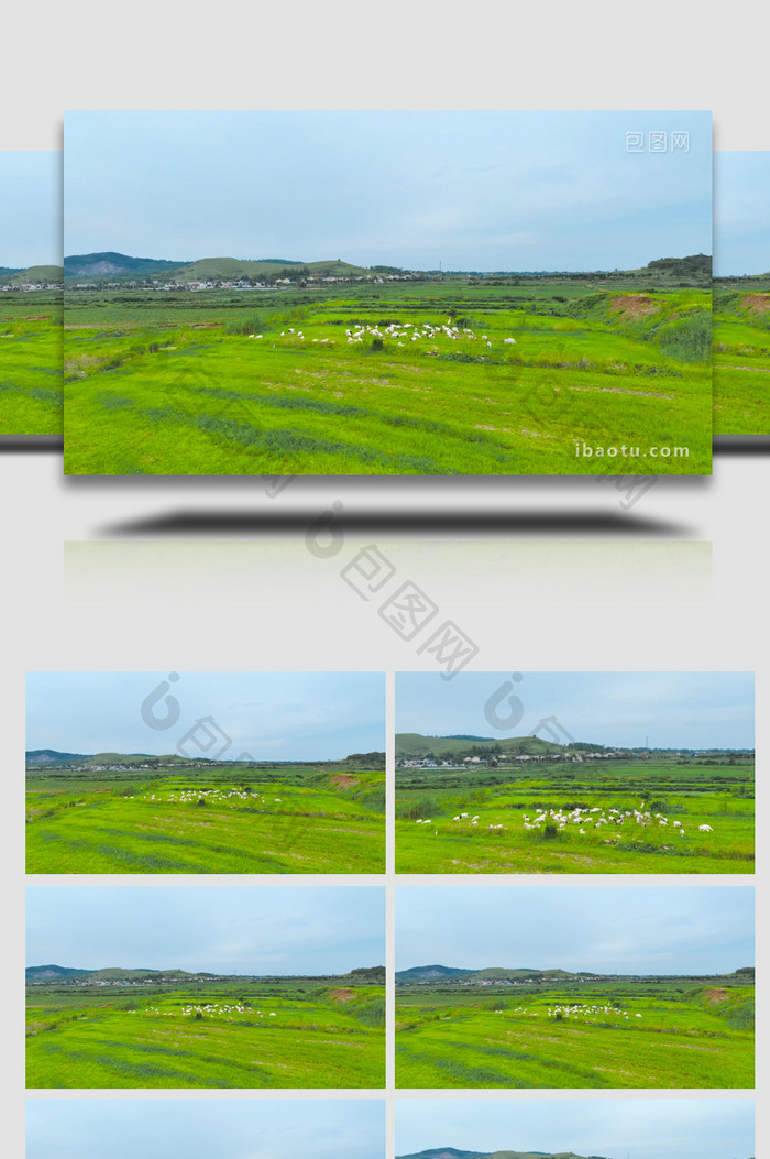 绿色草原羊群吃草放牧4K航拍