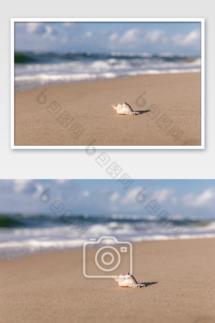 沙滩 上的海螺贝壳