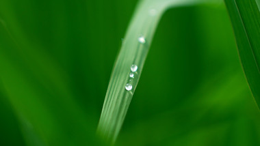 农业农作物禾苗上的水珠特写实拍