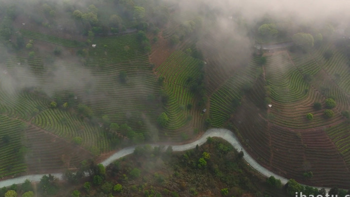 茶山云海云雾缭绕自然风景航拍