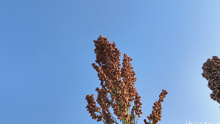 农业农作物蓝天下的高粱特写实拍