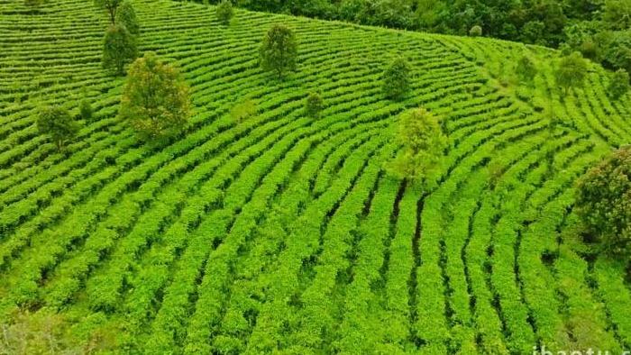 雨后茶山绿茶茶叶产区普洱茶山4K航拍