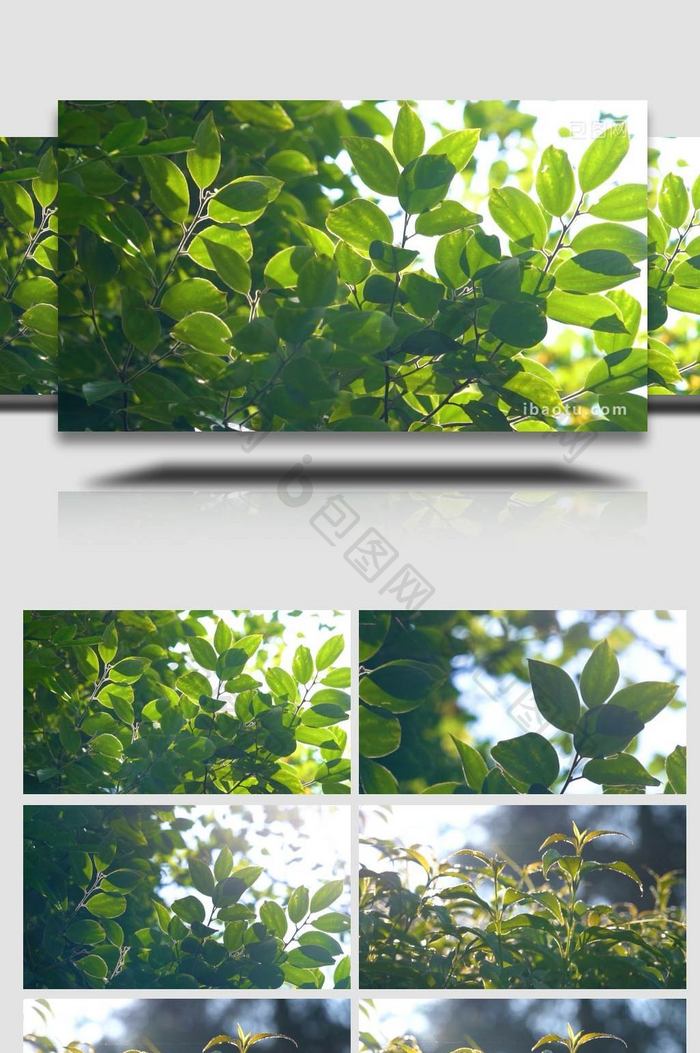 夏季光影植物特写实拍视频