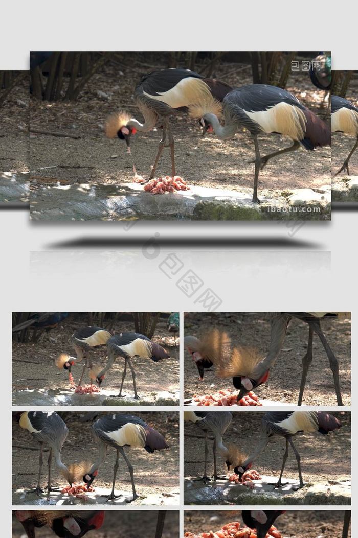 野生保护动物鹭珠鸡实拍视频