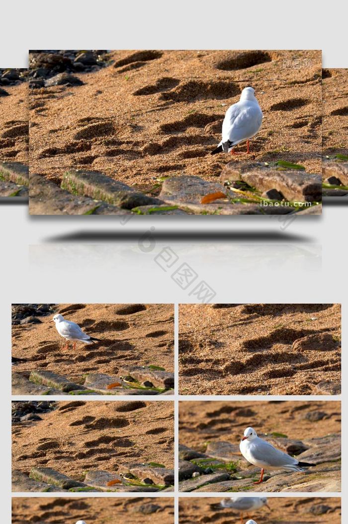 野生动物西伯利亚海鸥特写实拍