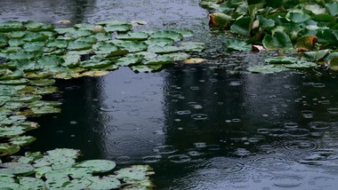 下雨天写意意境荷塘下雨实拍