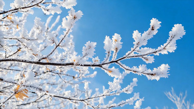 唯美冬季下雪四季变换视频背景