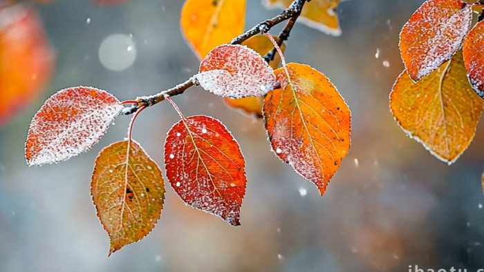 唯美冬天下雪飘雪素材视频