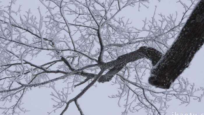 冬天下雪树木植物风景实拍