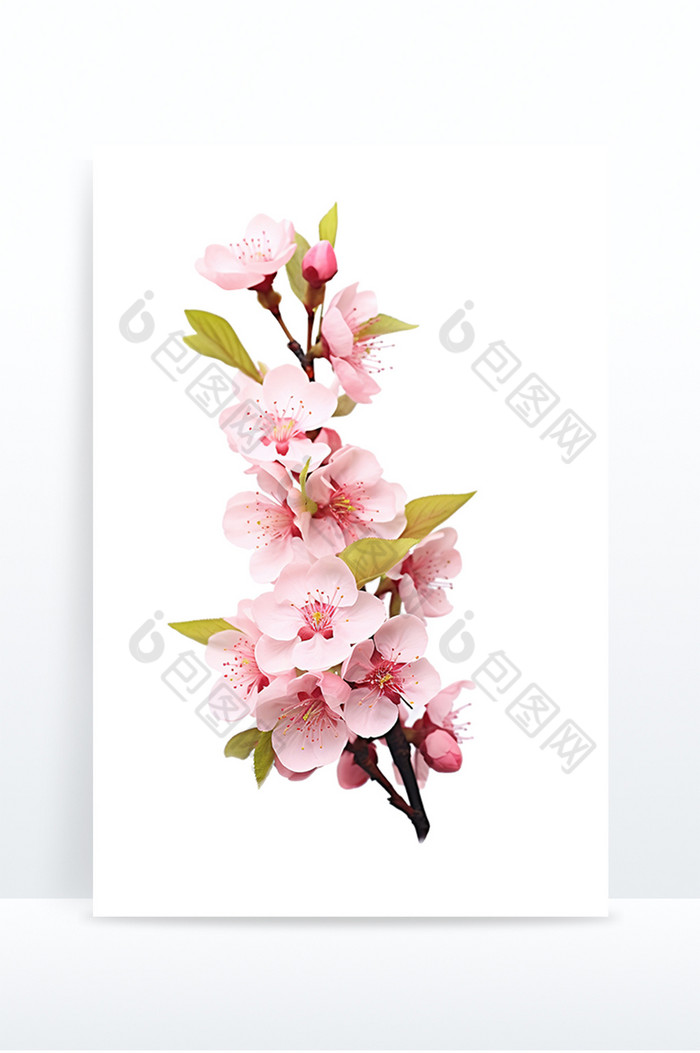 花枝花朵粉色图片