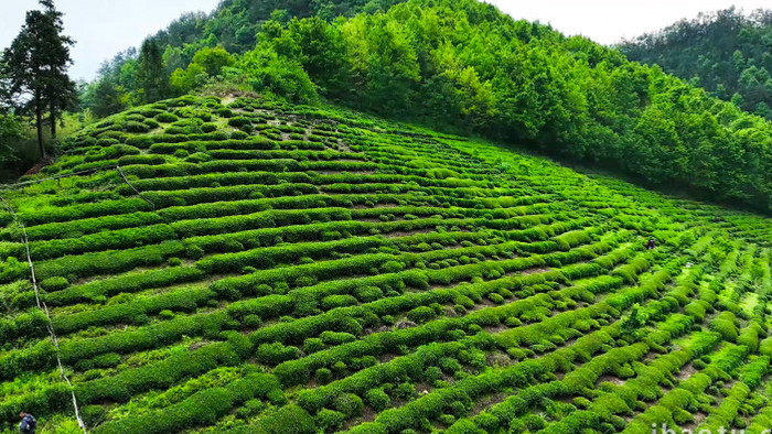 春季农业茶山茶园茶叶采茶茶园风光4K航拍