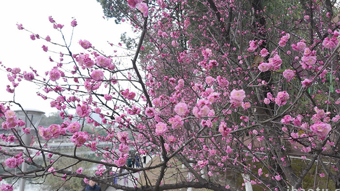 自然春季粉红梅花盛开实拍