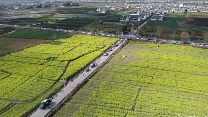 春季油菜花田游客踏青赏春4k航拍