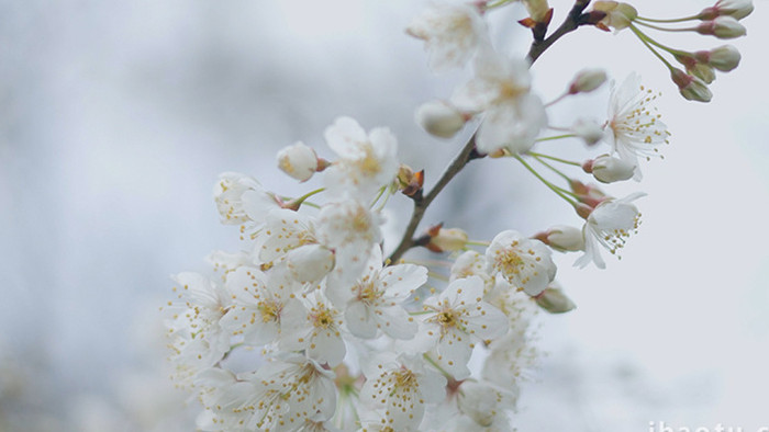 自然春天樱花盛开蜜蜂采蜜实拍