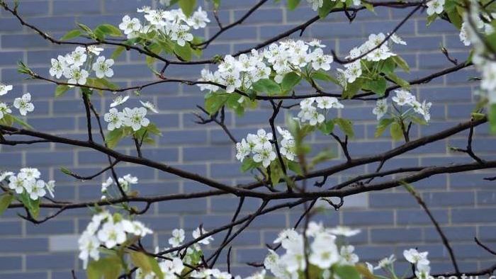 春季白色李花海棠红色梅花盛开实拍