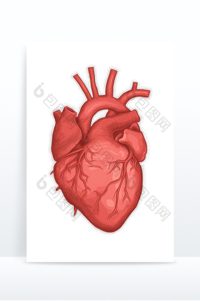 心脏解剖手绘医学免抠元素