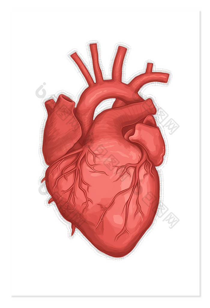 心脏解剖手绘医学免抠元素