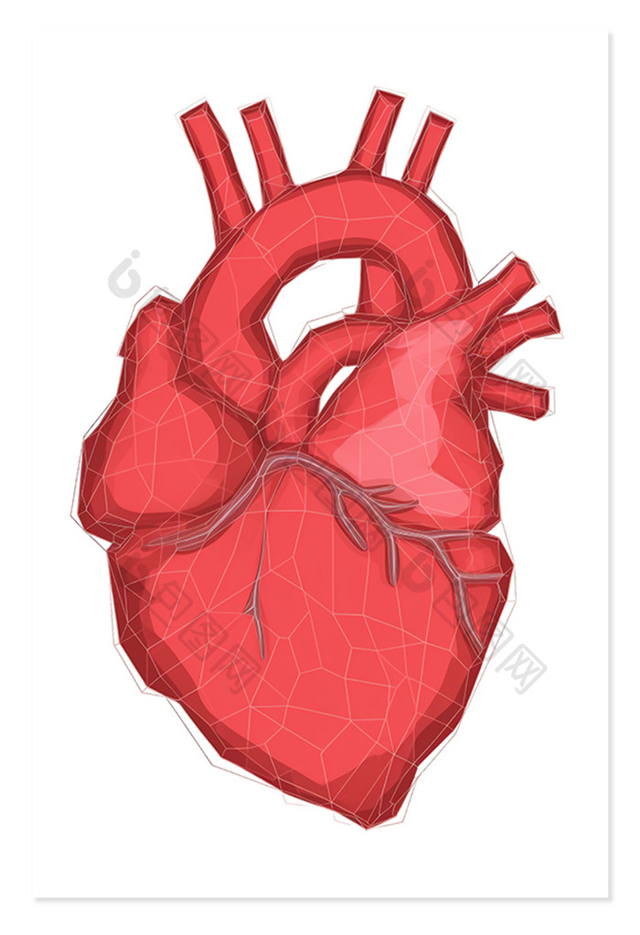心脏解剖心血管生理免抠元素