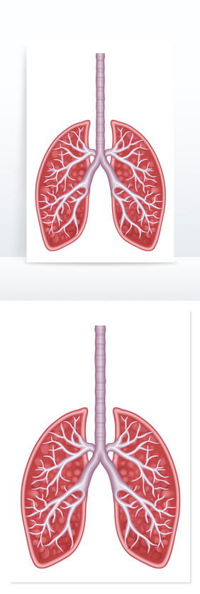 人体肺部结构图解免抠元素