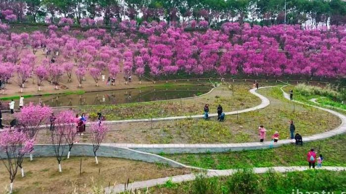 梅花桃花花海植物树木春天风景航拍