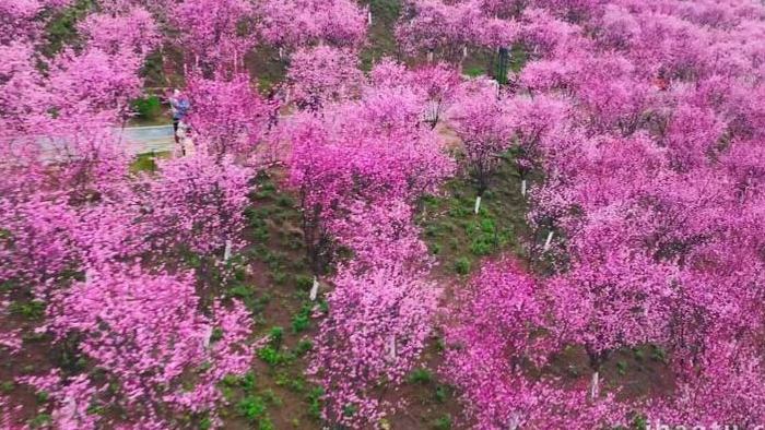 春天梅花花海春暖花开赏花航拍