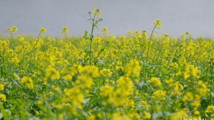 湖水边油菜花花海风光实拍