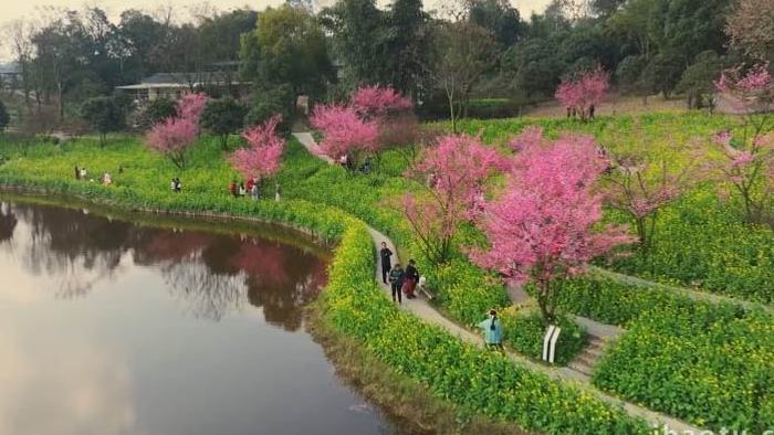 油菜花梅花花海湖水春天风景航拍