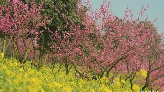 春天油菜花梅花花海风景实拍