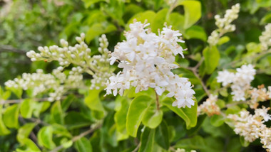 山指甲树花卉绿植盆景盆栽植物特写4k实拍